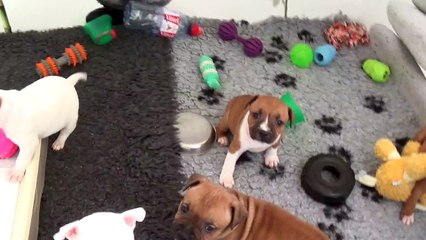 47ème vidéo Chiots de la 27ème portée de STAFFORDLAND