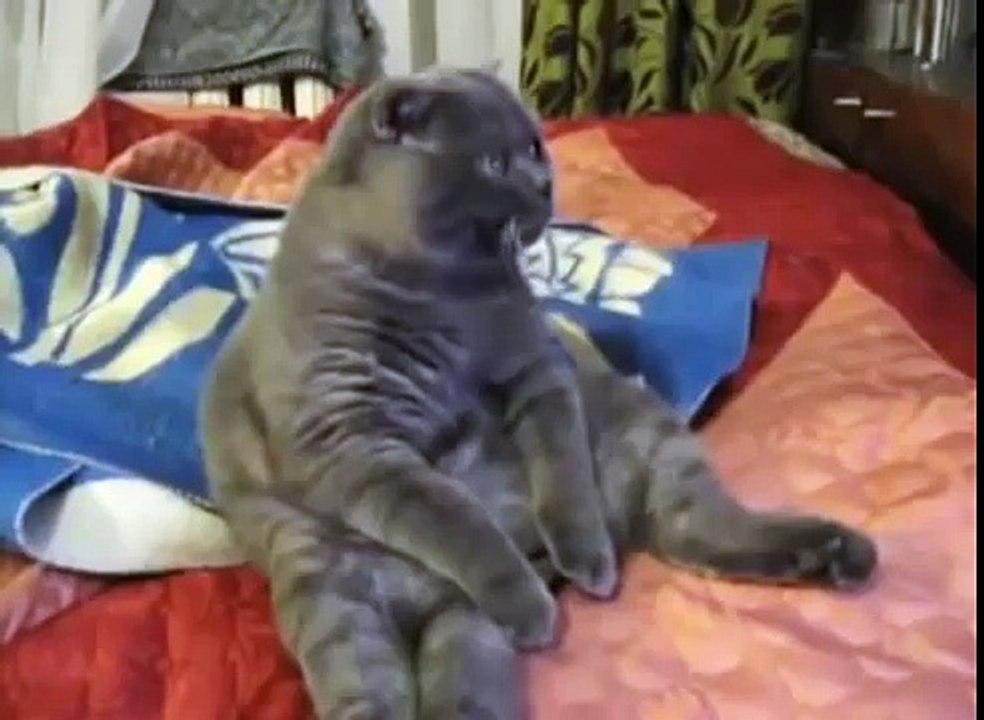 Кошки и собаки Прикольная озвучка