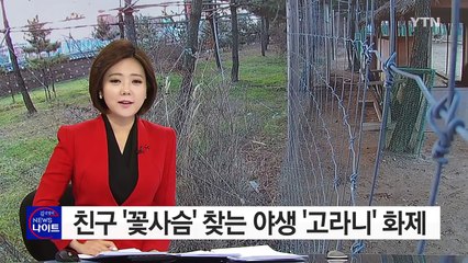 밤마다 공원 속 '꽃사슴' 찾아 오는 '야생 고라니' / YTN (Yes! Top News)