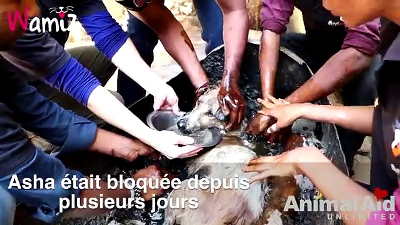 Ils ont trouvé ce pauvre chien coincé dans du goudron et lui ont sauvé la vie. Découvrez cette belle aventure !