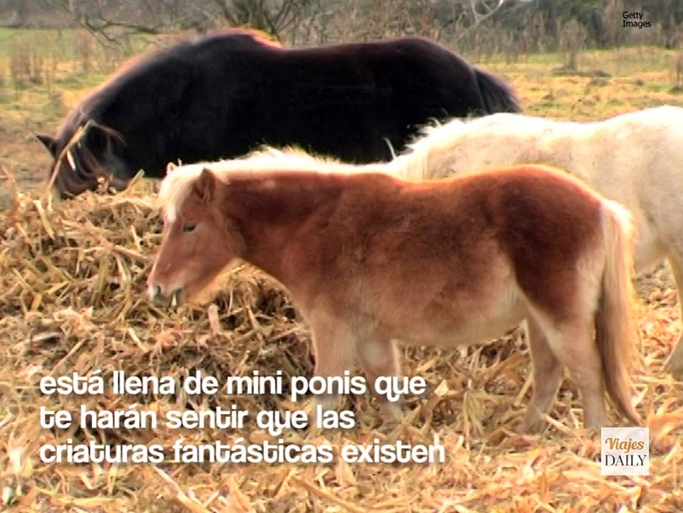 La isla que tiene más ponis miniaturas que pers...