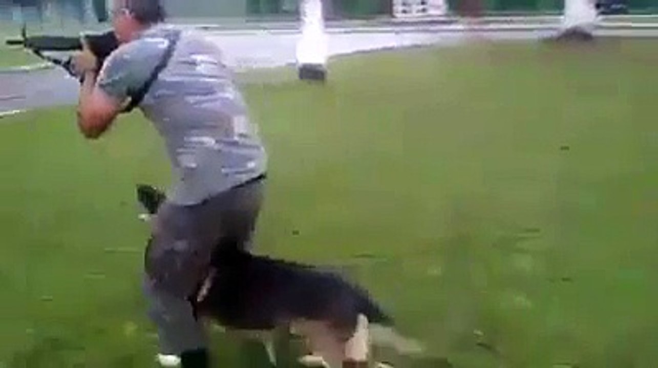 Amazing K9 dog