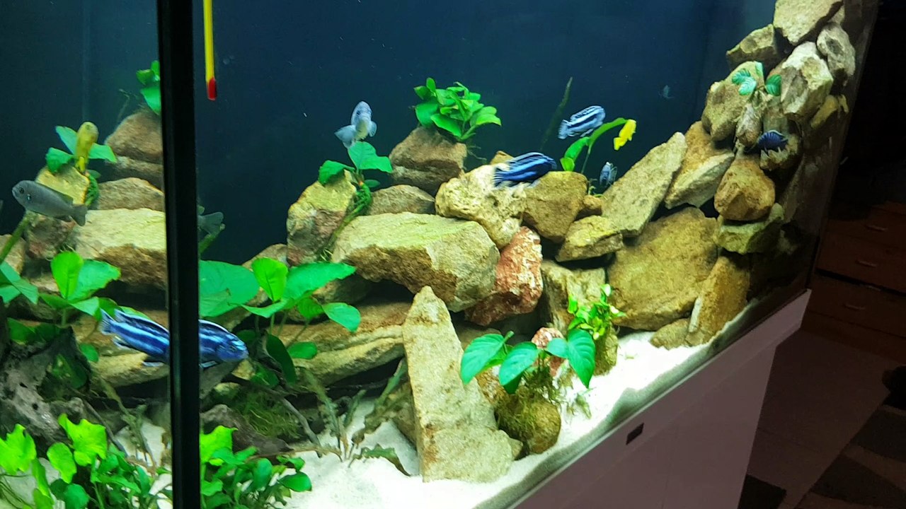 350l Malawi