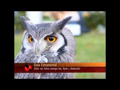 EXN : Significado de soñar con puertas,búhos y hienas