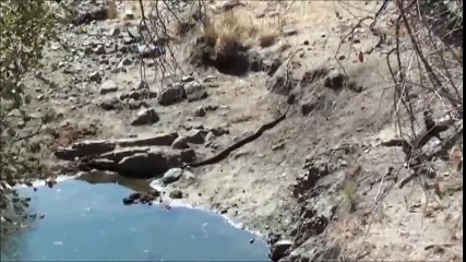 Leopar Ve Piton Karşı Karşıya Gelirse