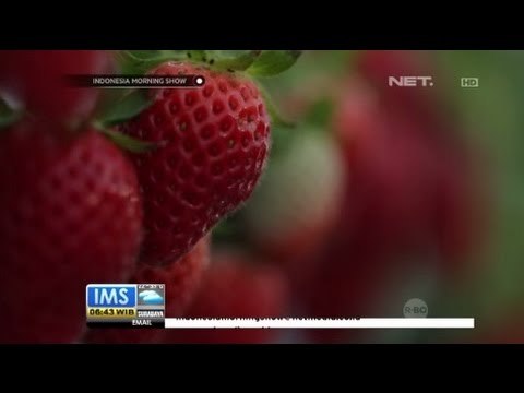Keunikan Agrowisata Petik Stroberi di Yamanashi, Jepang - IMS