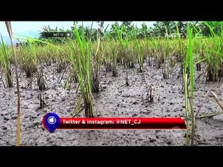 Padi di Batang, Jawa Tengah Diserang Hama Sundep - NET12