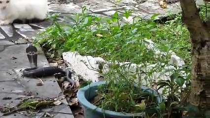 Kedi İle Kobra'nın kıran kırana kavgası