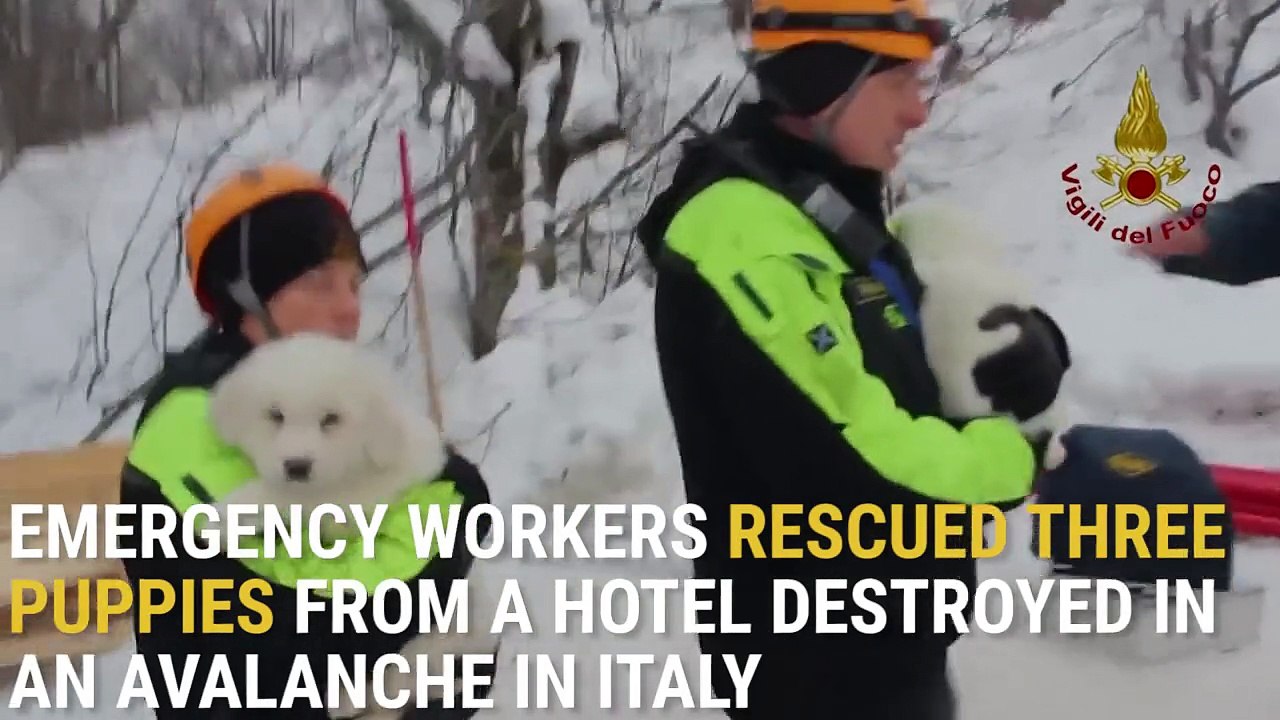 Três filhotes de cachorro salvados da avalancha