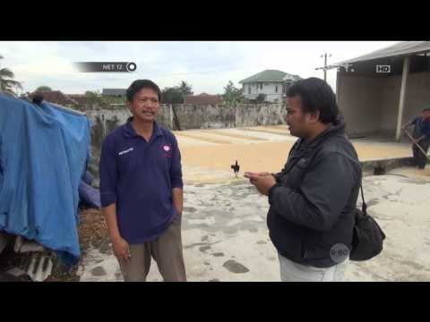 Harga Beras Naik 50 persen di Cianjur & Bogor - NET12