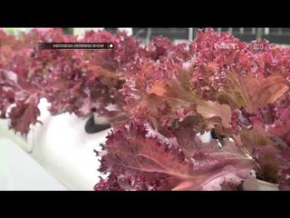 Berkebun di Lahan Sempit Metode Tanam Hidroponik - IMS