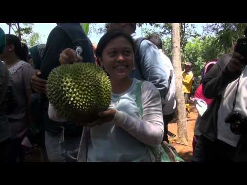 Festival Durian di Gunung Kidul, Yogyakarta Pamerkan Durian terbaik - IMS