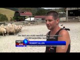 Wisata pelajari cara peternak di Selandia Baru merawat domba - NET5