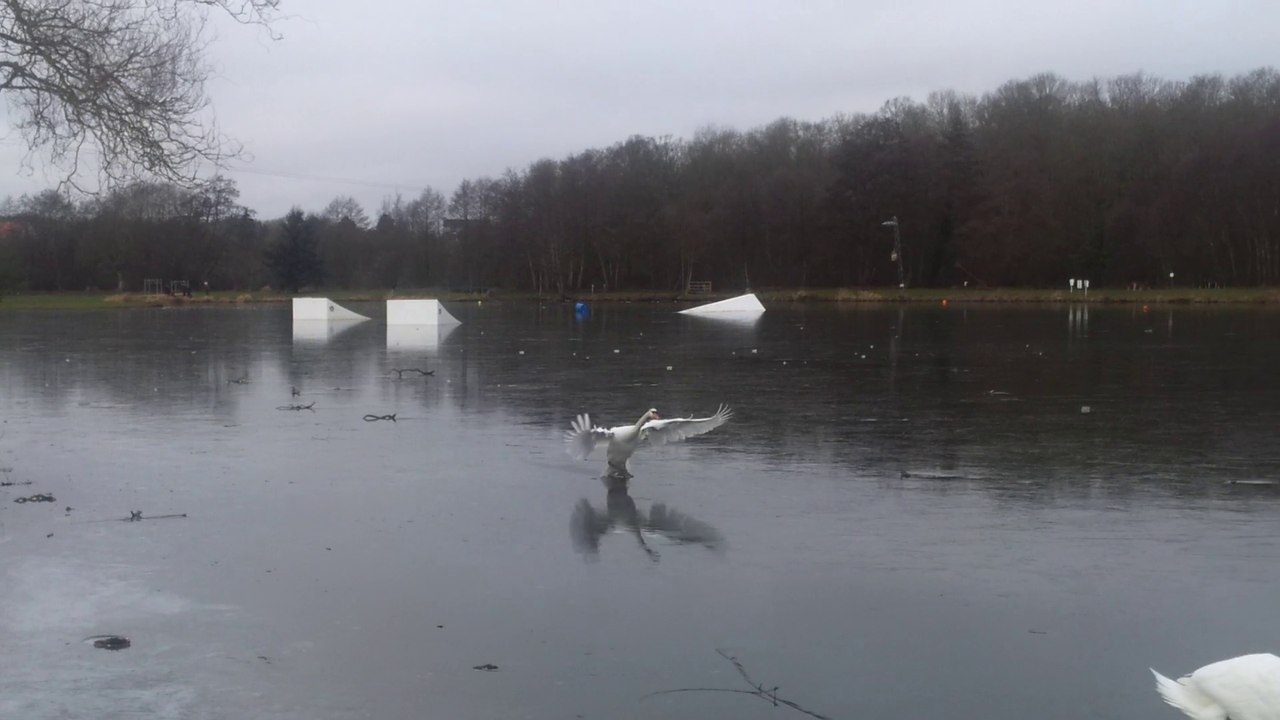 Atterrissage d un cygne sur la glace