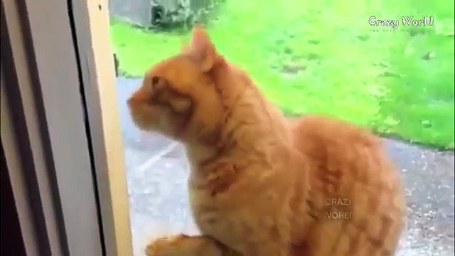 СМЕШНЫЕ КОТЫ ПОДБОРКА ПРИКОЛЫ С КОТАМИ ПРИКОЛЫ С ЖИВОТНЫМИ 2017 ТОП ПОДБОРКА