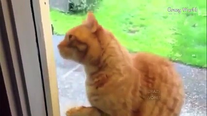 СМЕШНЫЕ КОТЫ ПОДБОРКА   ПРИКОЛЫ С КОТАМИ   ПРИКОЛЫ С ЖИВОТНЫМИ 2017 ТОП ПОДБОРКА