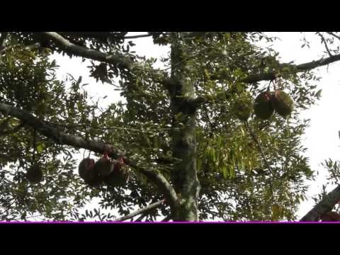 Musim Panen Durian Bido khas Wonosalam - NET12