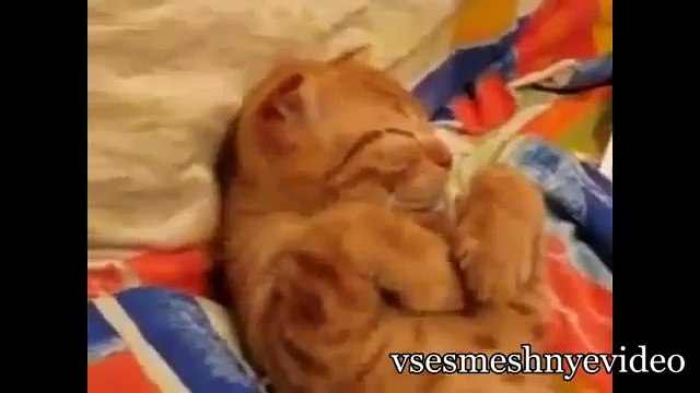 Самые лучшие приколы с животными Кошками