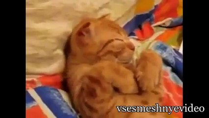 Самые лучшие приколы с животными  Кошками