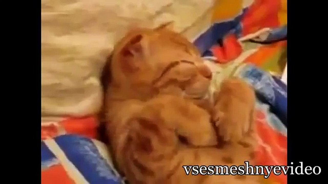 Самые лучшие приколы с животными  Кошками