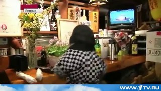 В японском кафе людей обслуживают обезьяны официанты.
