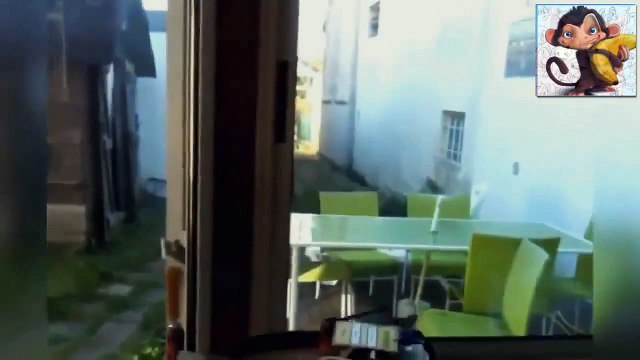 Супер подборка приколов с котами! Ржач!!! № 16