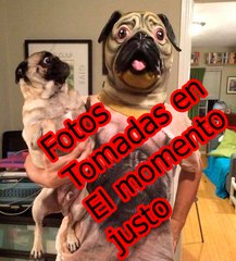 Imagenes sacadas en el momento justos 2017 reírse esta prohibido