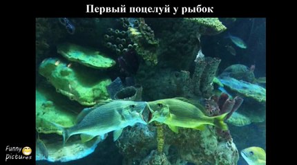 Приколы Лучшие Демотиваторы