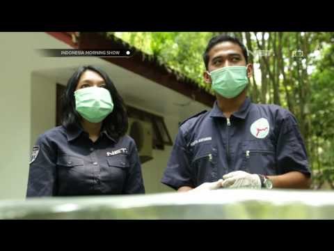 Konservasi orangutan gencar dilakukan di Sumatera Utara - IMS