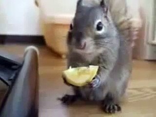 Белка ест лимон    смотреть бесплатные видео приколы онлайн1
