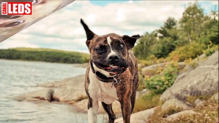 cachorros engracados - cachorro engracado
