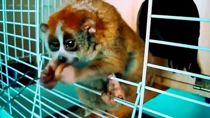 Смешные и прикольные животные Лучшая подборка июнь 2016 HD