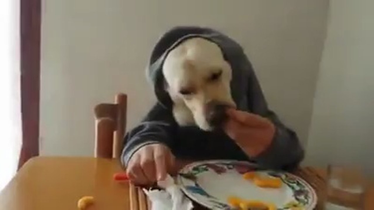 cachorro engraçado