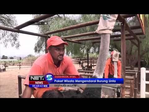 Destinasi Wisata Mengendarai Burung Unta di Afsel - NET5