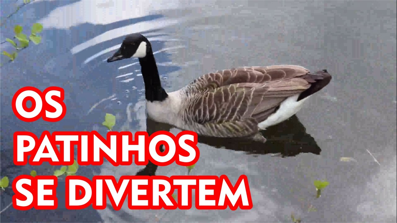 Videos para crianças - Os patinhos se divertem