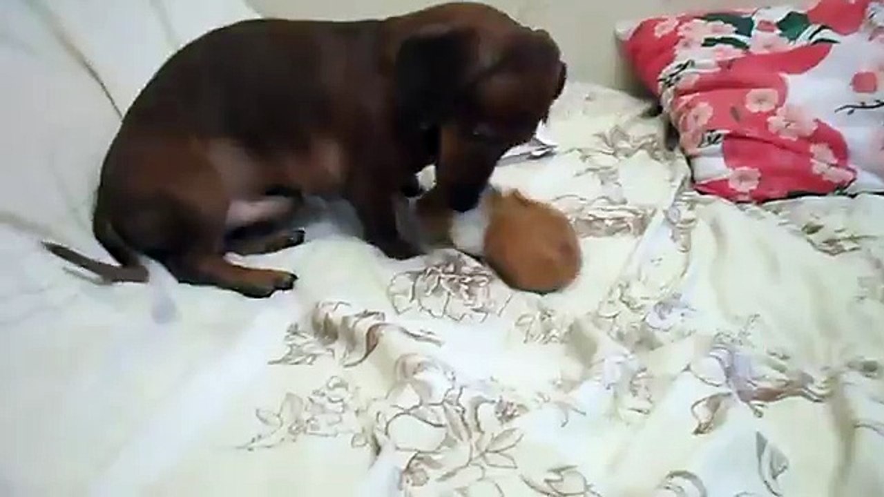 Няшные животные