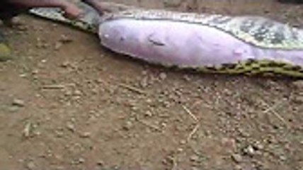 Opening Anaconda's Stomach at a Farm in Brazil