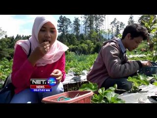 Wisata petik langsung buah strawberry di kaki Gn. Slamet - NET24