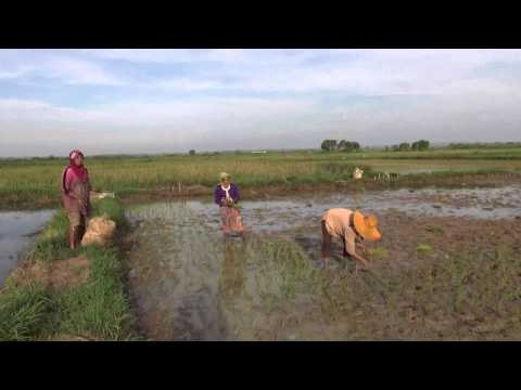 Tanaman Padi Satu Kecamatan di Bangkalan Rusak Diserang Hama Keong Mas - NET5