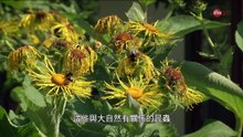 亂世狂蜂_20170205_