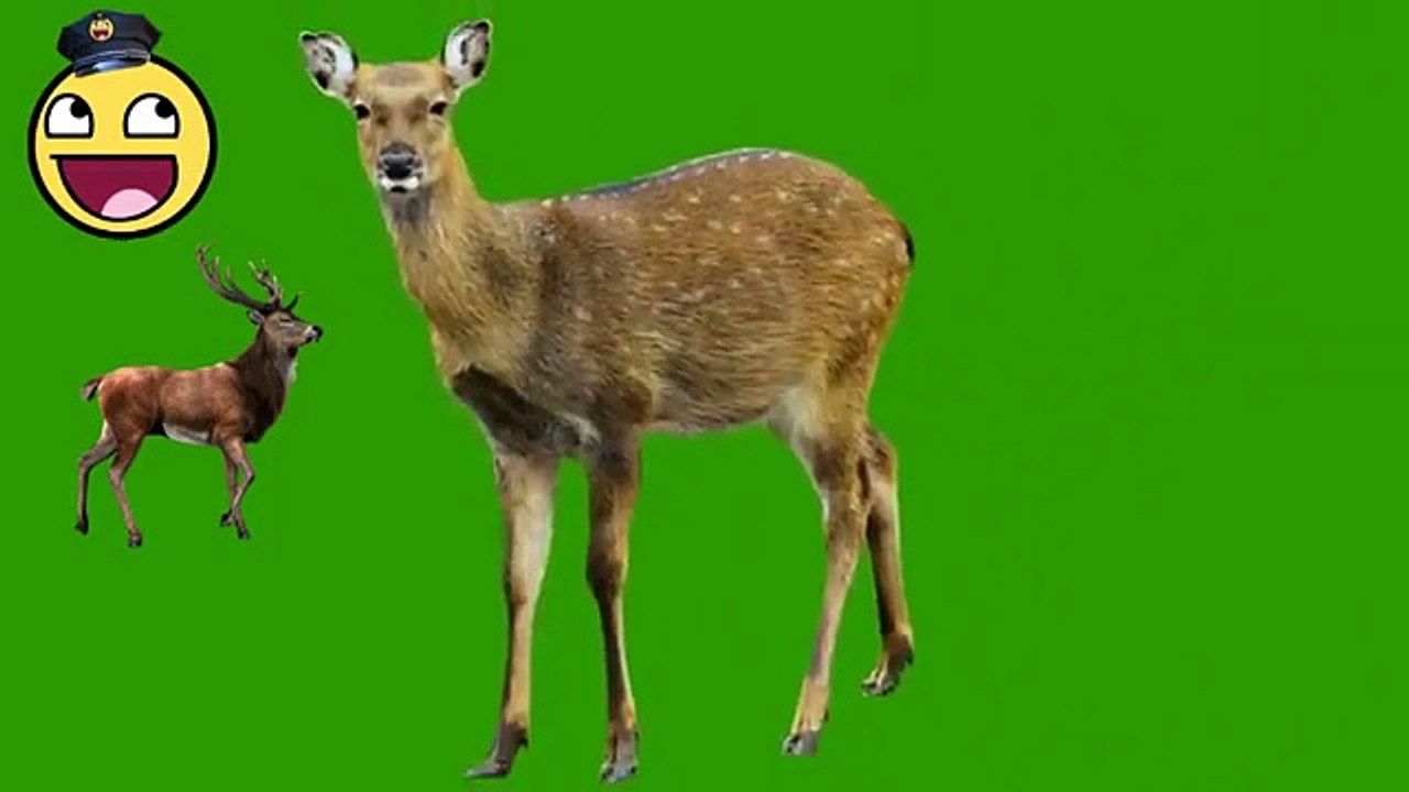 Kid Songs | Deer Finger Family Rhymes For Children | Top Nursery Rhymes