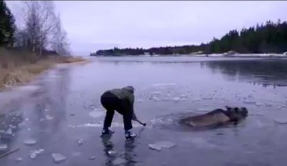Il sauve un élan coincé dans un lac gelé !
