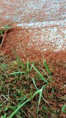 Avustralya'nın Christmas Adası'nda milyonlarca küçük kırmızı yengecin göçü