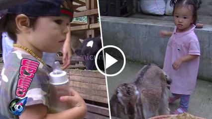 Lihat Kambing dan Sapi, Ini Ekspresi Lucu El dan Thalia - Cumicam 07 Februari 2017