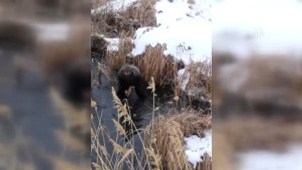 Yüzeyin Donan Gölde Balık Ölümü
