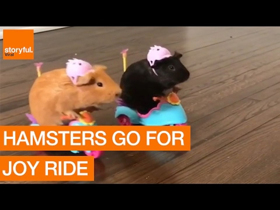 Pair of Adorable Guinea Pigs Go for Joyride