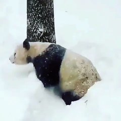 Pandanın mutluluğuna bakın