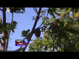 Budidaya Sawo Amerika di Ponorogo - NET5