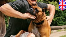 TomoNews’ guide on how to survive a dog attack