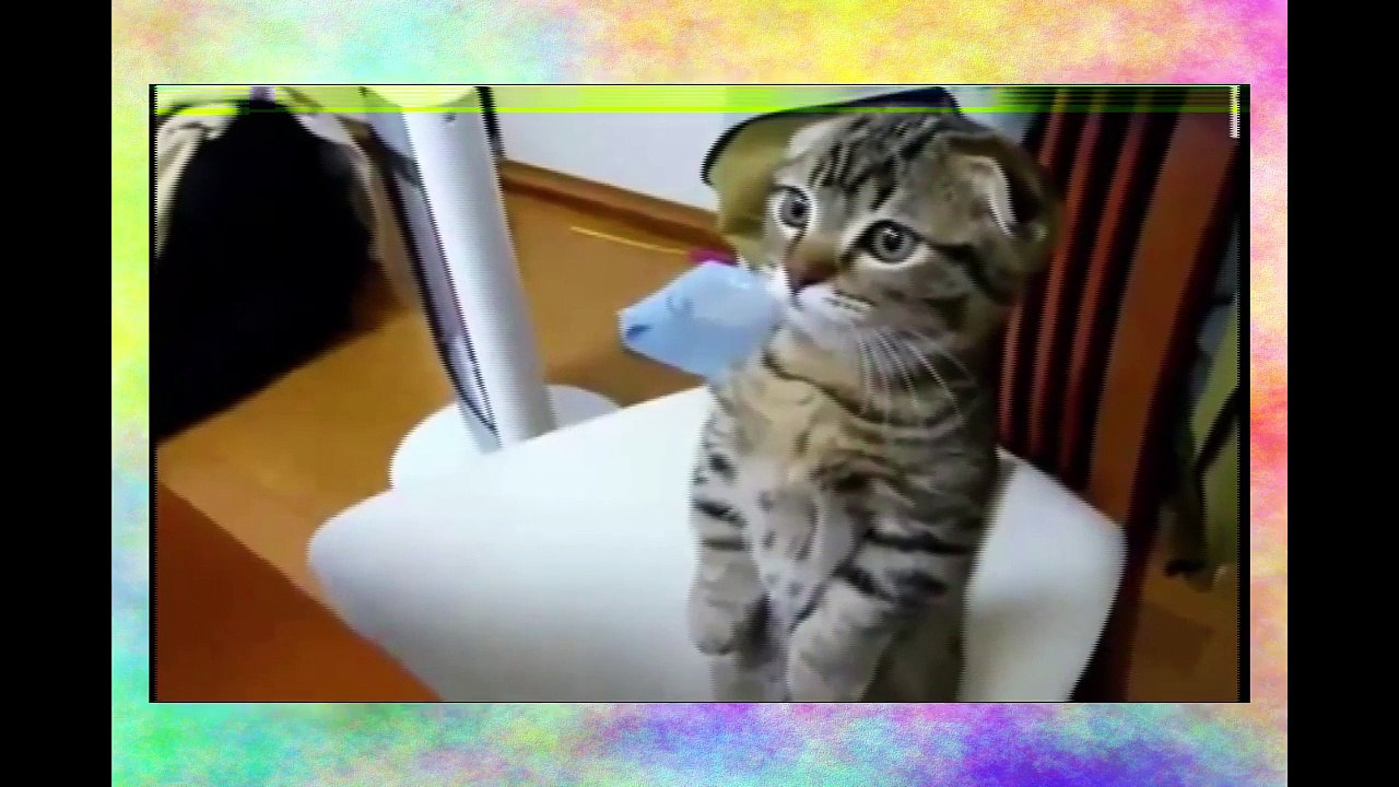 Смешные ПРИКОЛЫ ПРО КРОШЕК! Видео приколы 2016 про кошек. СМОТРЕТЬ ВСЕМ!